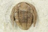 Three Cordania Wessmani Trilobites & A Paciphacops - Oklahoma #110728-5